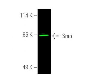 SMO/Smoothened Antibody (E-5) - Western Blotting - Image 390279