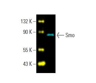 SMO/Smoothened Antibody (E-5) - Western Blotting - Image 396321