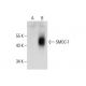 SMOC-1 Antibody (A-10) - Western Blotting - Image 288588 
