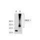 SMOC-1 Antibody (C-2) - Western Blotting - Image 54067