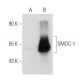 SMOC-1 Antibody (F-3) - Western Blotting - Image 45288
