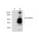 smoothelin Antibody (B-1) - Western Blotting - Image 72472
