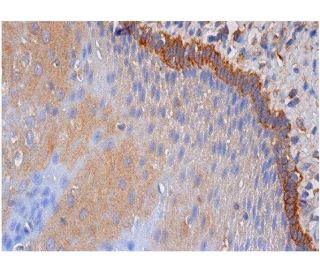 smoothelin Antibody (C-8) - Immunohistochemistry - Image 284703 