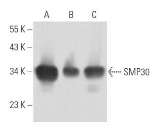 SMP30 Antibody (E-11) - Western Blotting - Image 356827 