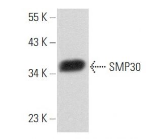 SMP30 Antibody (G-10) - Western Blotting - Image 356831 