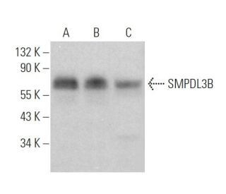 SMPDL3B Antibody (B-1) - Western Blotting - Image 374346SAM Transcription Activation: SAM system utilizing dCas9-VP64, MS2-P65-HSF1, and sgRNA for precise gene transcription activation.