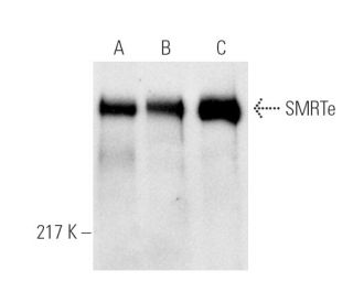 SMRTe Antibody (1542/H7) - Western Blotting - Image 1646Each CRISPR/Cas9 Knockout (KO) Plasmid product consists of a pool of 3 plasmids designed to ensure identification and cleavage of a specific gene for maximum knockout efficiency. Each plasmid encodes a unique 20 nt sequence derived from the GeCKO (v2) library. 