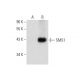 SMS1 Antibody (F-10) - Western Blotting - Image 72958 
