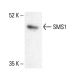 SMS1 Antibody (F-10) - Western Blotting - Image 411951