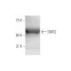 SMS2 Antibody (7D10) - Western Blotting - Image 347639 