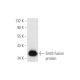 Smt3 Antibody (D-8) - Western Blotting - Image 59445