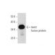 Smt3 Antibody (E-6) - Western Blotting - Image 59789
