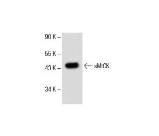 sMtCK Antibody (B-4) - Western Blotting - Image 153722 