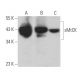sMtCK Antibody (G-7) - Western Blotting - Image 366276 