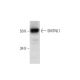 SMTNL1 Antibody (B-7) - Western Blotting - Image 289591