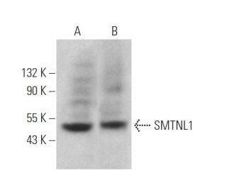 SMTNL1 Antibody (B-7) - Western Blotting - Image 373206 