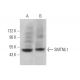 SMTNL1 Antibody (B-7) - Western Blotting - Image 373206 