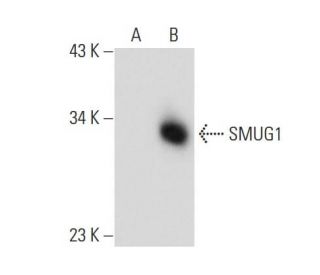 SMUG1 Antibody (H-11) - Western Blotting - Image 134750