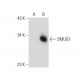 SMUG1 Antibody (H-11) - Western Blotting - Image 134750