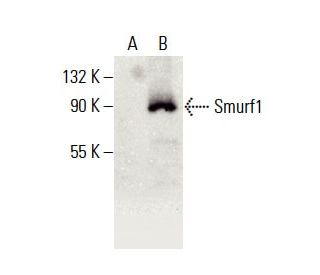Smurf1 Antibody (C-11) - Western Blotting - Image 396354