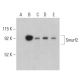 Smurf2 Antibody (C-5) - Western Blotting - Image 399404 