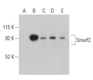Smurf2 Antibody (C-5) - Western Blotting - Image 399404