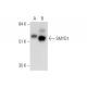 SMYD1 Antibody (D-1) - Western Blotting - Image 333355