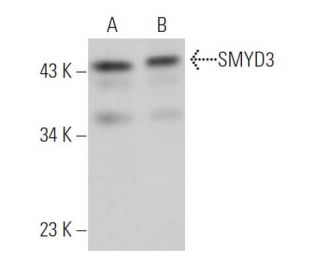 SMYD3 Antibody (C-3) - Western Blotting - Image 363530 