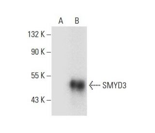 SMYD3 Antibody (C-3) - Western Blotting - Image 300638