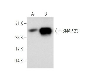 SNAP 23 Antibody (A-5) - Western Blotting - Image 70296 