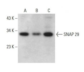 SNAP 29 Antibody (E-5) - Western Blotting - Image 376565 
