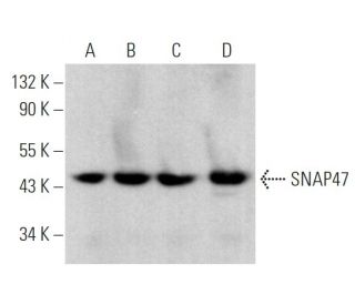 SNAP47 Antibody (D-11) - Western Blotting - Image 369383