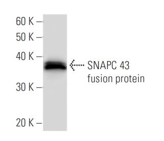 SNAPC 43 Antibody (3025C1a) - Western Blotting - Image 16773