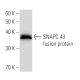 SNAPC 43 Antibody (3025C1a) - Western Blotting - Image 16773