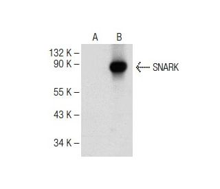 SNARK Antibody (E-8) - Western Blotting - Image 149646