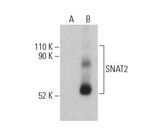 SNAT2 Antibody (G-8) - Western Blotting - Image 400919