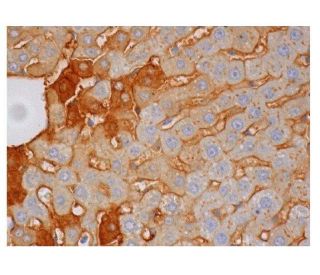 SNAT3 Antibody (H-7) - Immunohistochemistry - Image 350217 