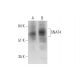 SNAT4 Antibody (F-5) - Western Blotting - Image 344151 