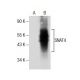 SNAT4 Antibody (H-9) - Western Blotting - Image 157699