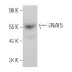 SNAT5 Antibody (G-7) - Western Blotting - Image 366634 