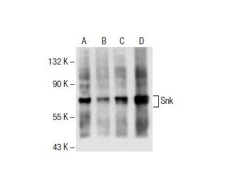 Snk Antibody (E-10) - Western Blotting - Image 154917 