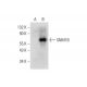 SNM1B Antibody (B-7) - Western Blotting - Image 318528