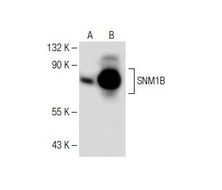 SNM1B Antibody (F-8) - Western Blotting - Image 150014
