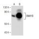 SNM1B Antibody (F-8) - Western Blotting - Image 150014