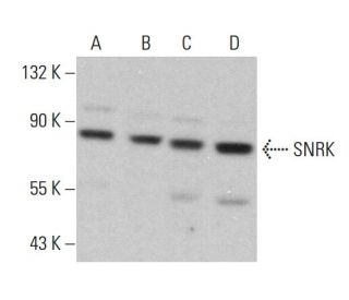 SNRK Antibody (A-3) - Western Blotting - Image 375429 