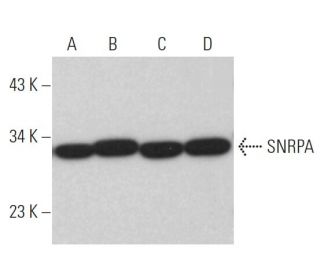 SNRPA Antibody (B-12) - Western Blotting - Image 366757 
