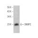 SNRPC Antibody (E-10) - Western Blotting - Image 374323