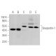 Snurportin-1 Antibody (C-1) - Western Blotting - Image 375041 