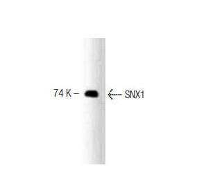 SNX1 Antibody (51) - Western Blotting - Image 127534 