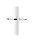 SNX1 Antibody (51) - Western Blotting - Image 127534 